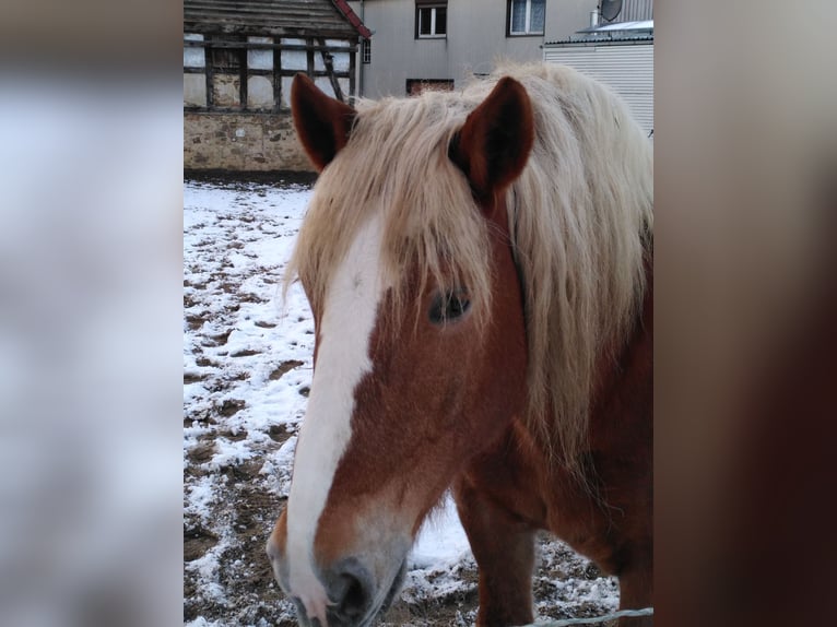 Noriker Wallach 12 Jahre Fuchs in Bad Essen