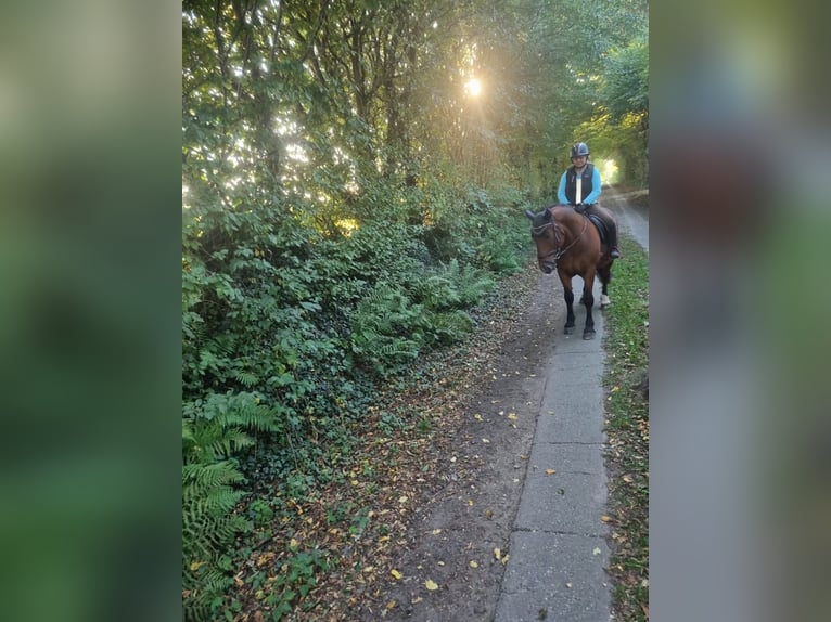 Noriker Mix Wallach 13 Jahre 155 cm Brauner in Osterstedt