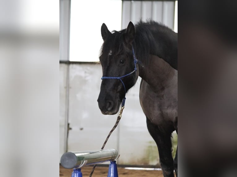 Noriker Mix Wallach 13 Jahre 160 cm Dunkelbrauner in Sinzig