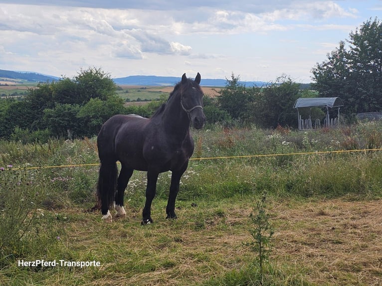 Noriker Wallach 13 Jahre 160 cm Rappe in Gleichen