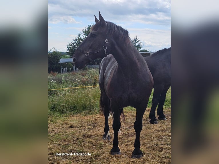 Noriker Wallach 13 Jahre 160 cm Rappe in Gleichen