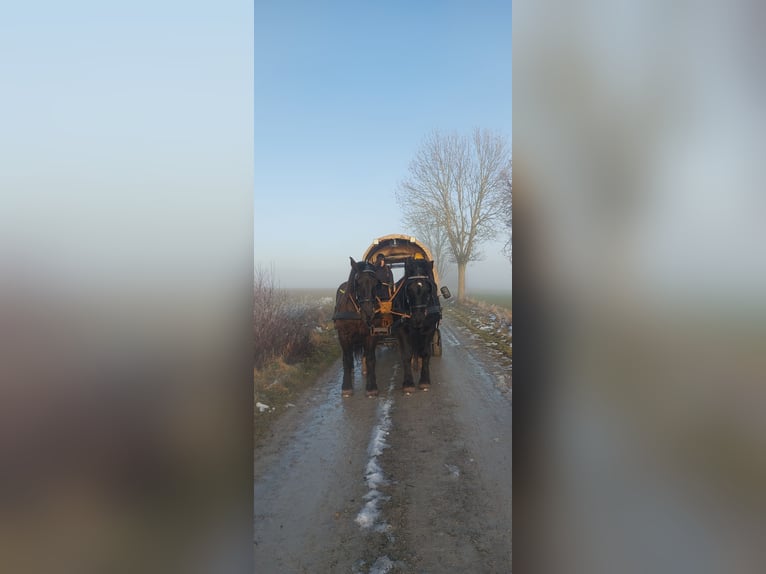 Noriker Wallach 13 Jahre 160 cm Rappe in Gleichen