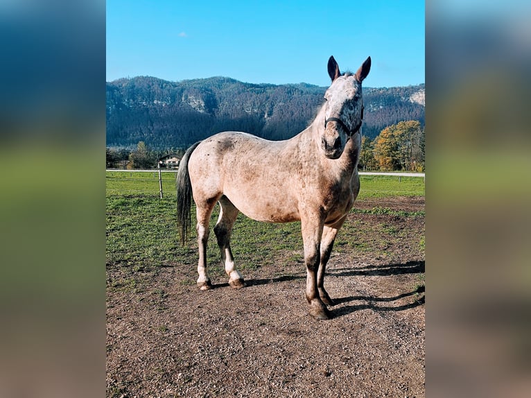 Noriker Mix Wallach 13 Jahre 163 cm in Dobrowa