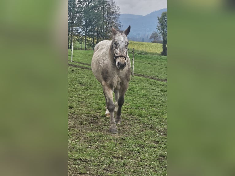 Noriker Mix Wallach 13 Jahre 165 cm  in St. Margareten im Rosental