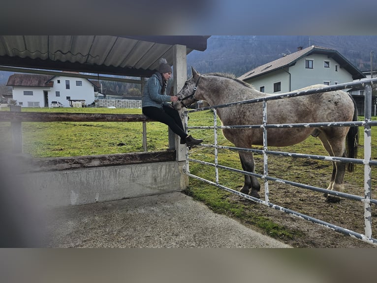 Noriker Mix Wallach 13 Jahre 165 cm in St. Margareten im Rosental