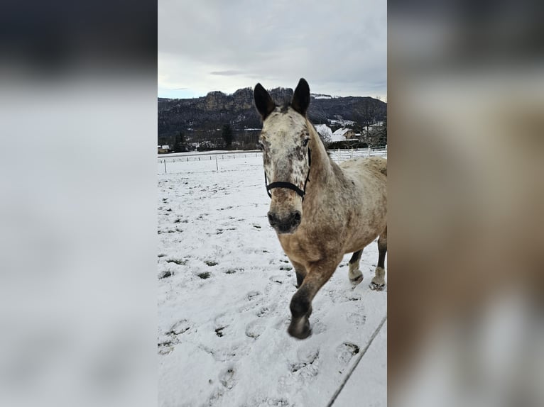 Noriker Mix Wallach 13 Jahre 165 cm  in St. Margareten im Rosental
