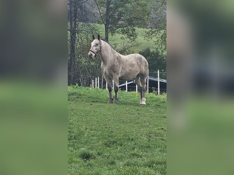 Noriker Mix Wallach 13 Jahre 165 cm  in St. Margareten im Rosental