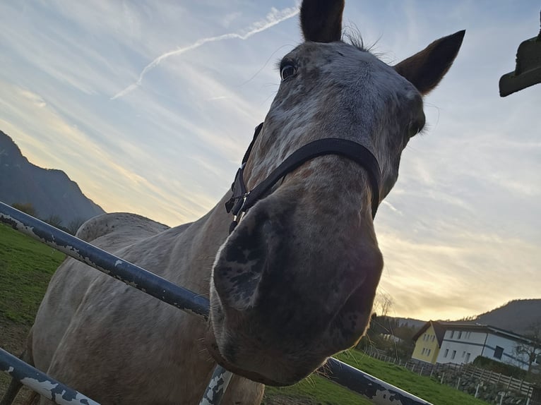 Noriker Mix Wallach 13 Jahre 165 cm  in St. Margareten im Rosental