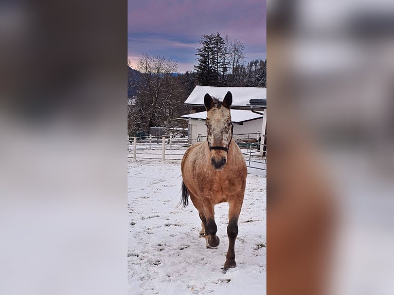 Noriker Mix Wallach 13 Jahre 165 cm  in St. Margareten im Rosental