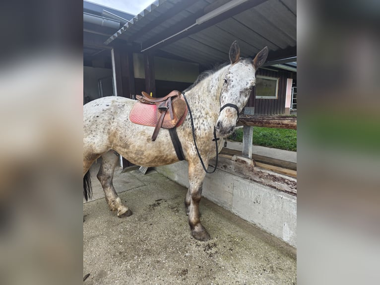 Noriker Mix Wallach 13 Jahre 165 cm in St. Margareten im Rosental