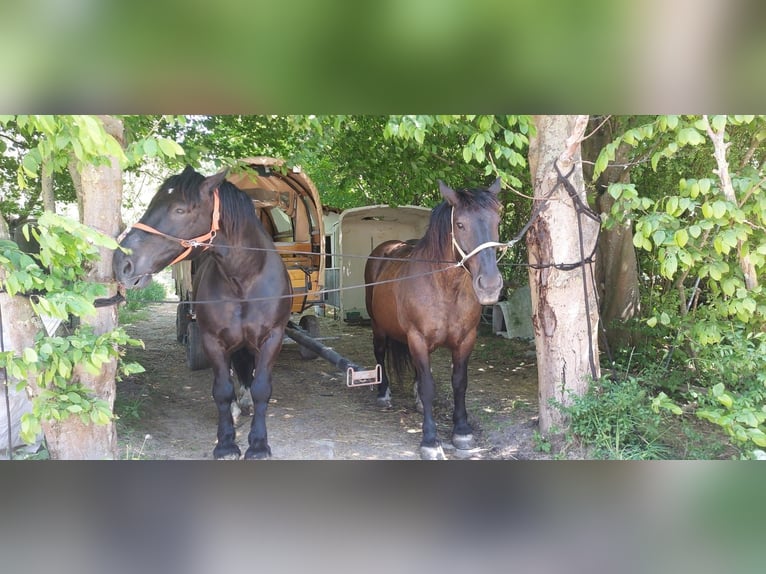 Noriker Wallach 13 Jahre 165 cm Rappe in Gleichen Noriker Wallach 13 Jahre 165 cm Rappe in Gleichen