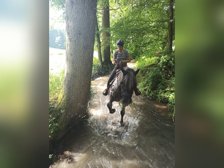 Noriker Wallach 13 Jahre 165 cm Tigerschecke in Seeshaupt