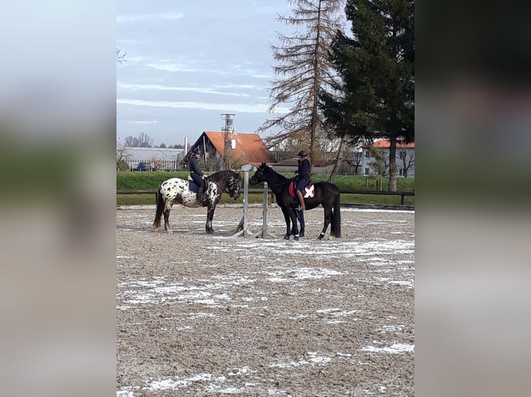 Noriker Wallach 13 Jahre 165 cm Tigerschecke in Seeshaupt