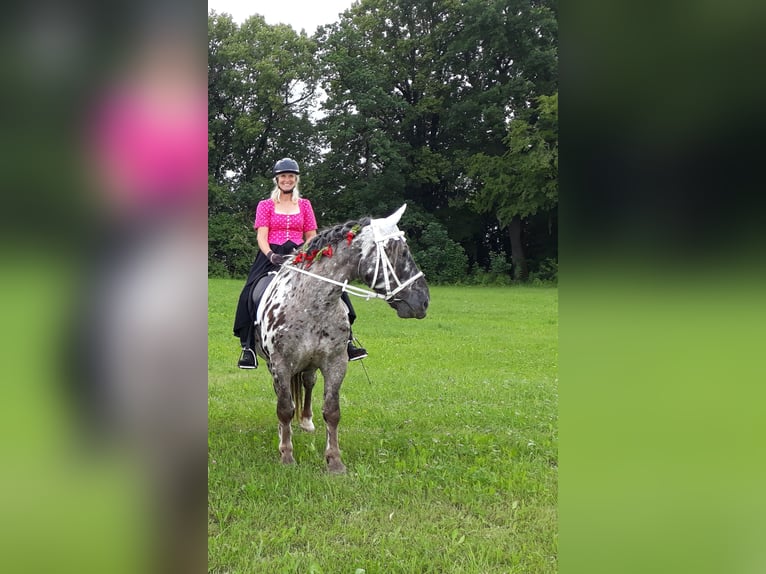 Noriker Wallach 13 Jahre 165 cm Tigerschecke in Seeshaupt