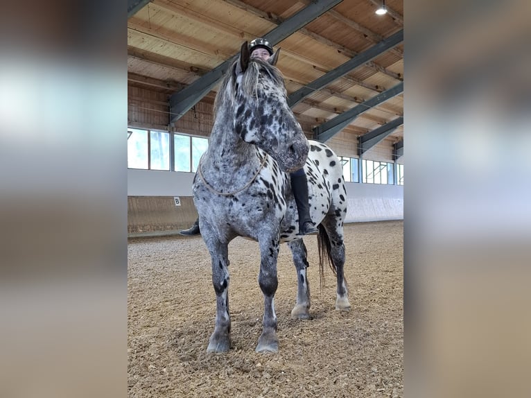 Noriker Wallach 13 Jahre 165 cm Tigerschecke in Seeshaupt