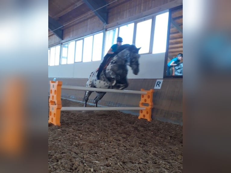 Noriker Wallach 13 Jahre 165 cm Tigerschecke in Seeshaupt