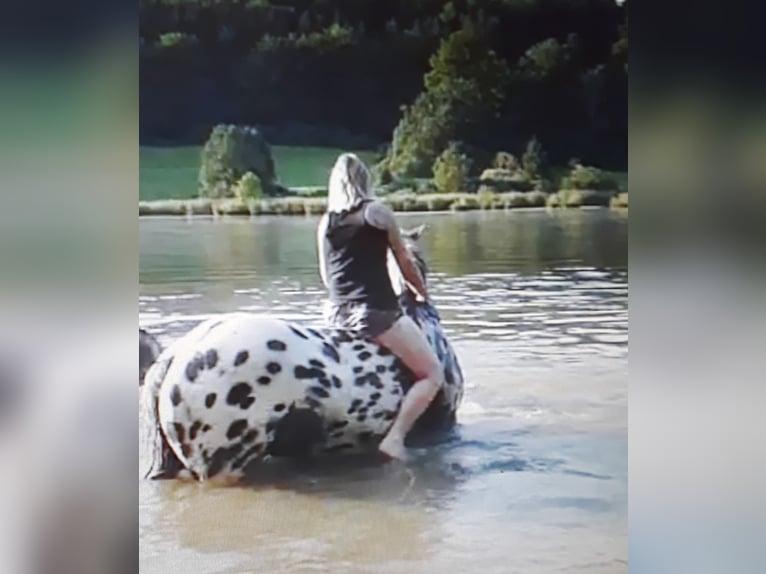 Noriker Wallach 13 Jahre 165 cm Tigerschecke in Seeshaupt