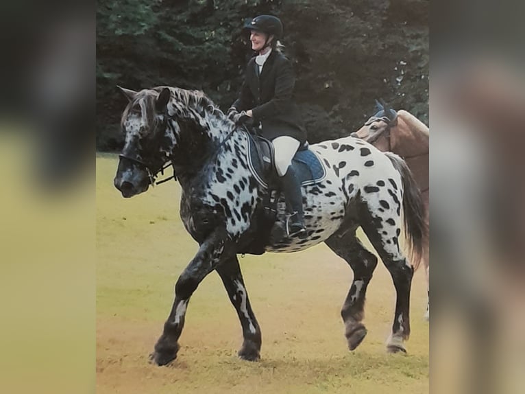 Noriker Wallach 13 Jahre 165 cm Tigerschecke in Seeshaupt