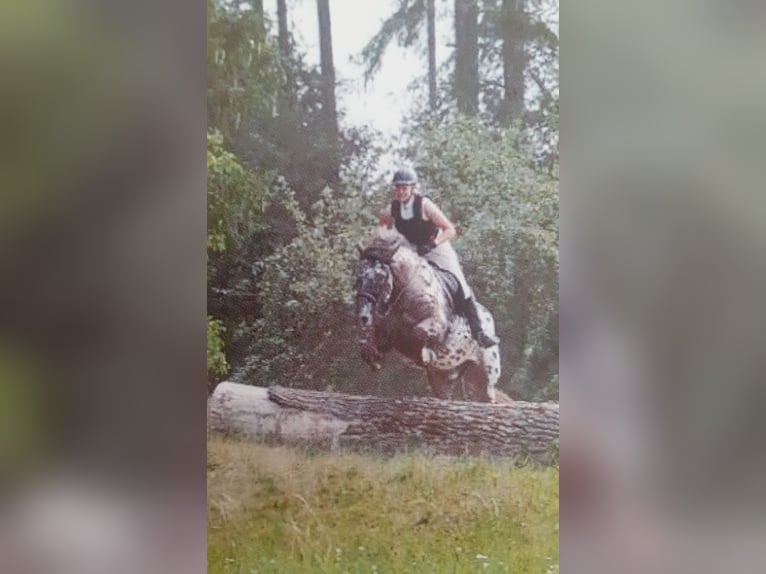 Noriker Wallach 13 Jahre 165 cm Tigerschecke in Seeshaupt