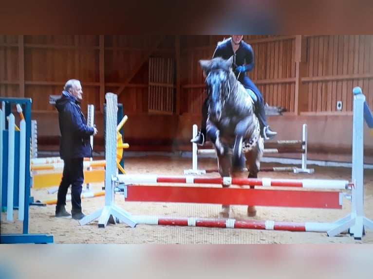 Noriker Wallach 13 Jahre 165 cm Tigerschecke in Seeshaupt