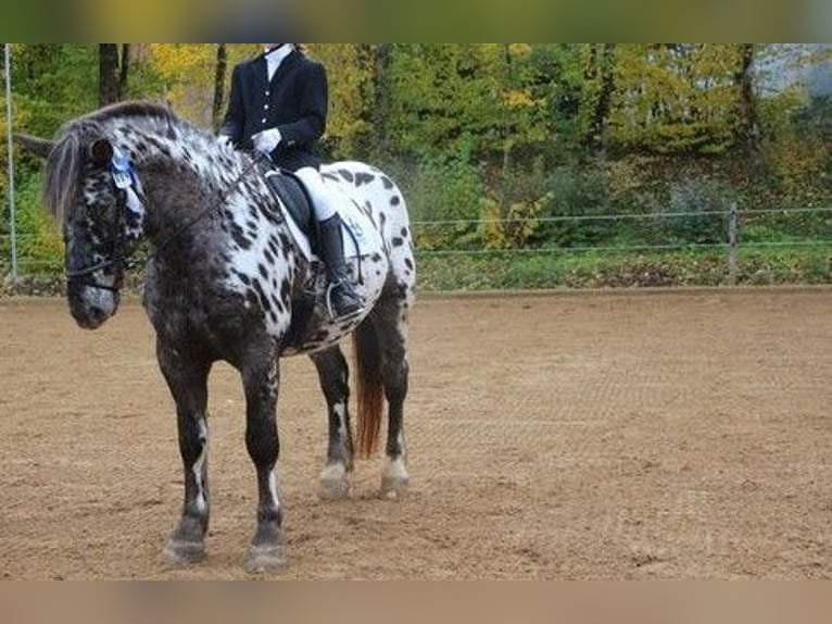 Noriker Wallach 13 Jahre 165 cm Tigerschecke in Seeshaupt
