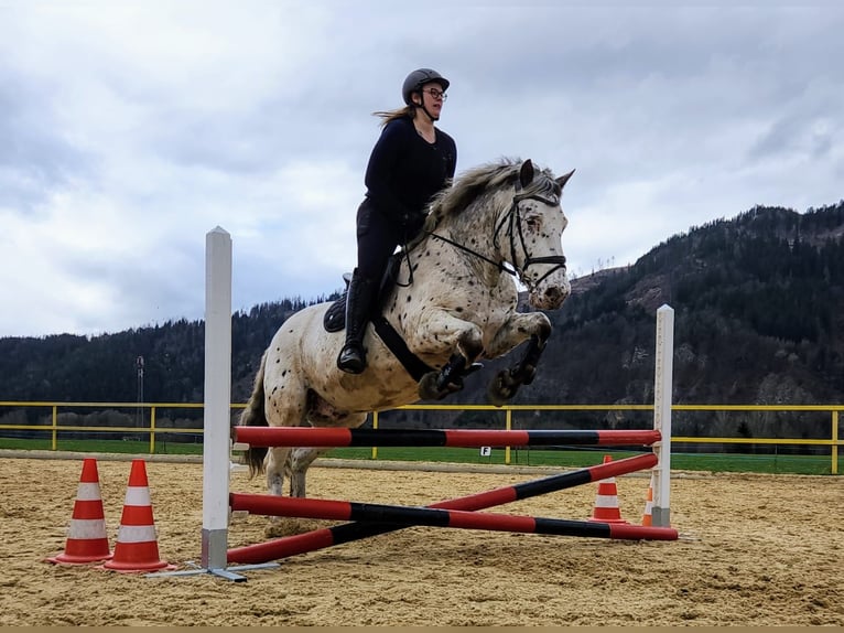 Noriker Mix Wallach 14 Jahre 155 cm Tigerschecke in Trofaiach