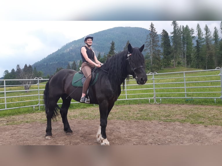 Noriker Wallach 14 Jahre 167 cm in Obertilliach