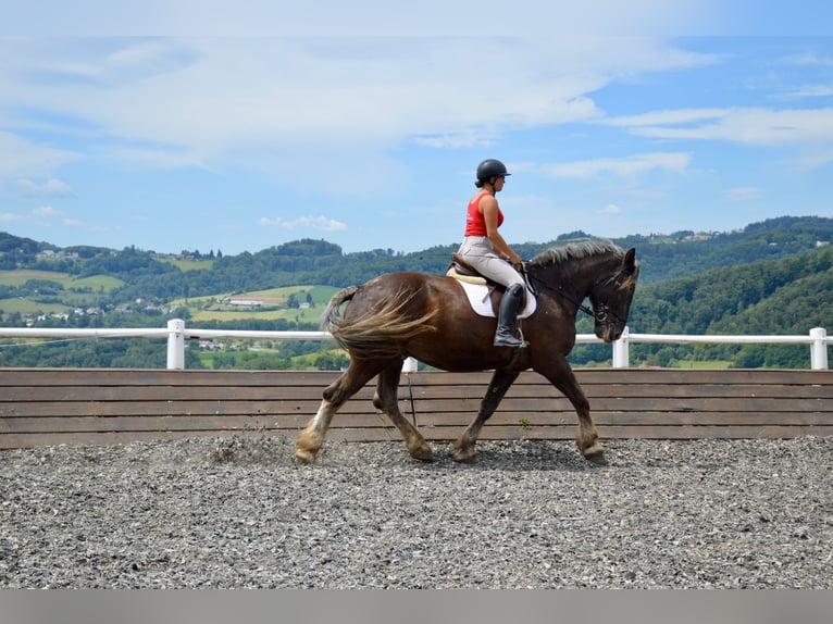 Noriker Wallach 14 Jahre 170 cm Blauschimmel in Linz
