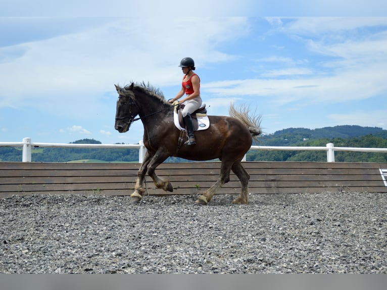 Noriker Wallach 14 Jahre 170 cm Blauschimmel in Linz
