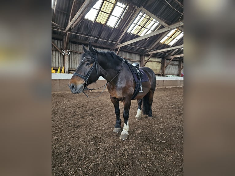 Noriker Wallach 14 Jahre 175 cm Brauner in Altenstadt