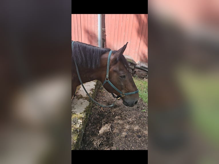 Noriker Wallach 14 Jahre 175 cm Brauner in Altenstadt