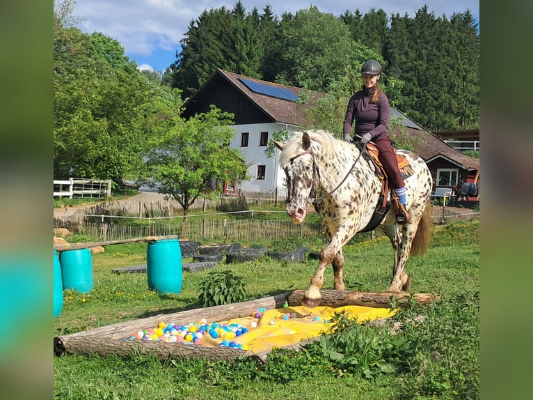 Noriker Wallach 15 Jahre 167 cm Tigerschecke in Bayerbach