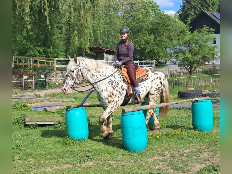 Noriker Wallach 15 Jahre 167 cm Tigerschecke in Bayerbach