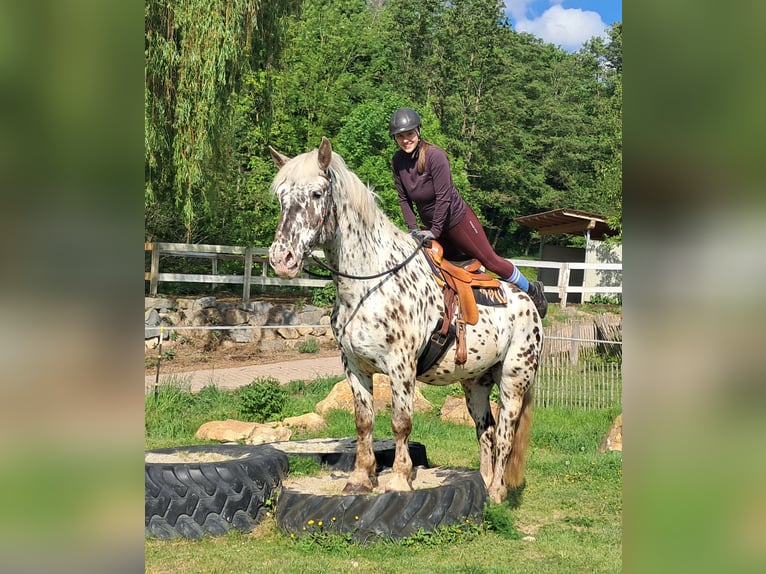 Noriker Wallach 15 Jahre 167 cm Tigerschecke in Bayerbach