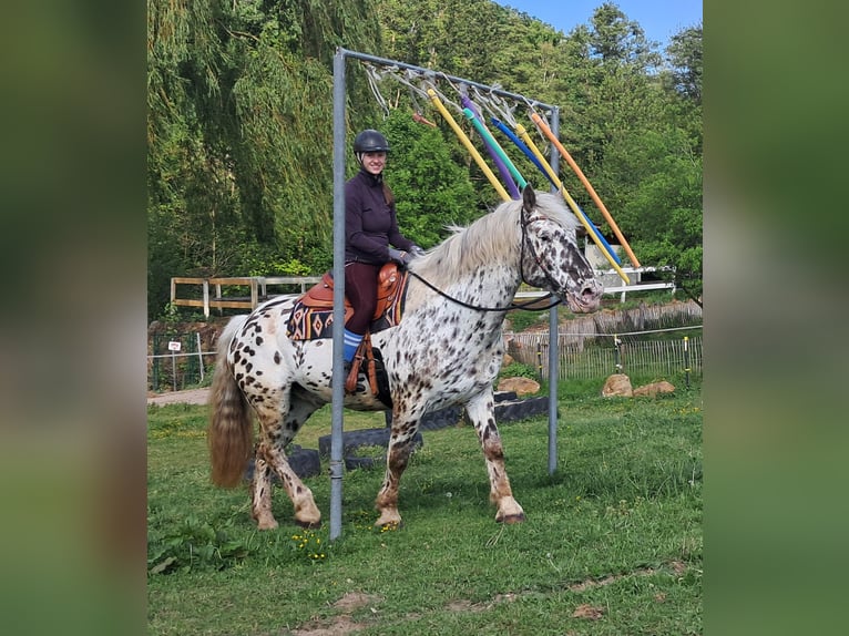 Noriker Wallach 15 Jahre 167 cm Tigerschecke in Bayerbach