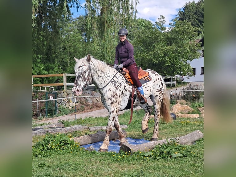 Noriker Wallach 15 Jahre 167 cm Tigerschecke in Bayerbach