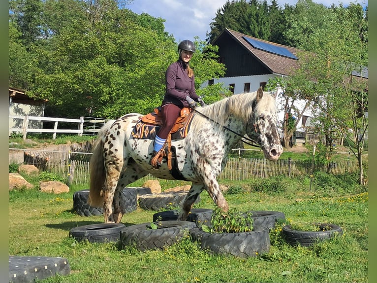 Noriker Wallach 15 Jahre 167 cm Tigerschecke in Bayerbach