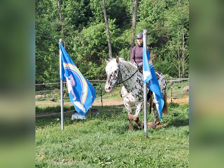 Noriker Wallach 15 Jahre 167 cm Tigerschecke in Bayerbach