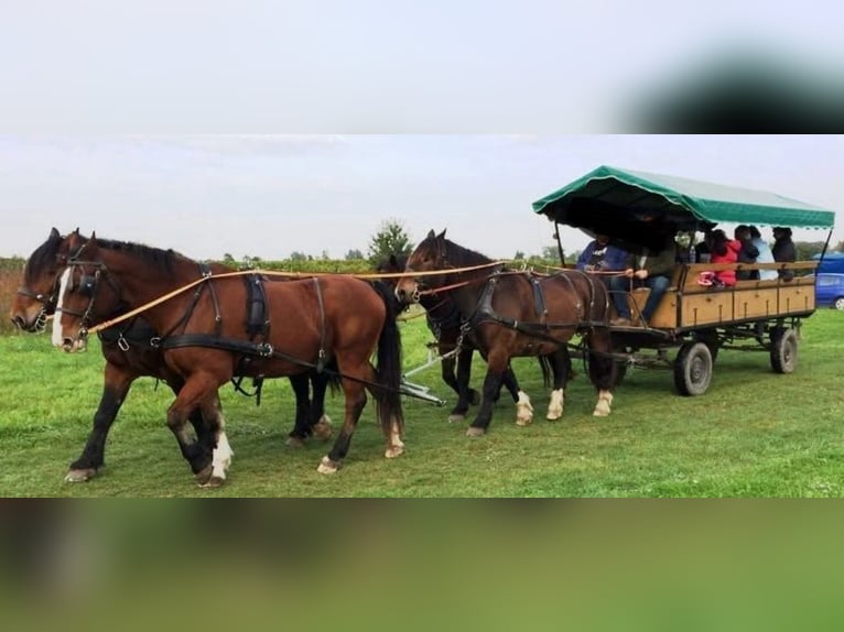 Noriker Wallach 15 Jahre Brauner in Niederkirchen bei Deidesheim