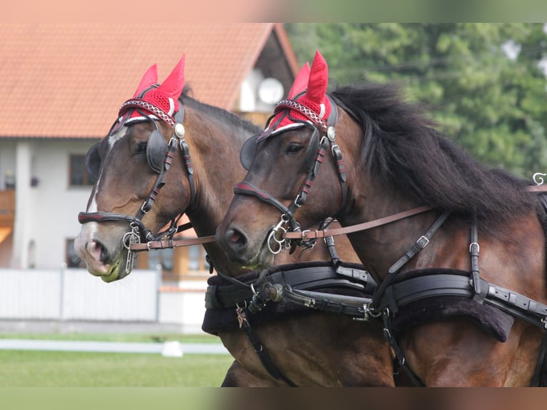Noriker Wallach 16 Jahre 170 cm Dunkelbrauner in Plattling