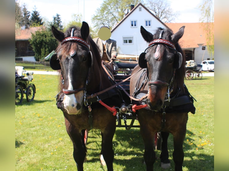 Noriker Wallach 17 Jahre 170 cm Dunkelbrauner in Plattling