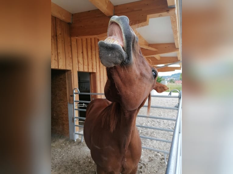 Noriker Mix Wallach 19 Jahre 156 cm Fuchs in Obergrünburg