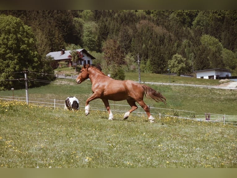 Noriker Mix Wallach 19 Jahre 156 cm Fuchs in Obergrünburg