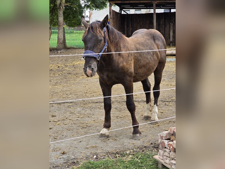 Noriker Wallach 1 Jahr 160 cm Rappe in Treuen