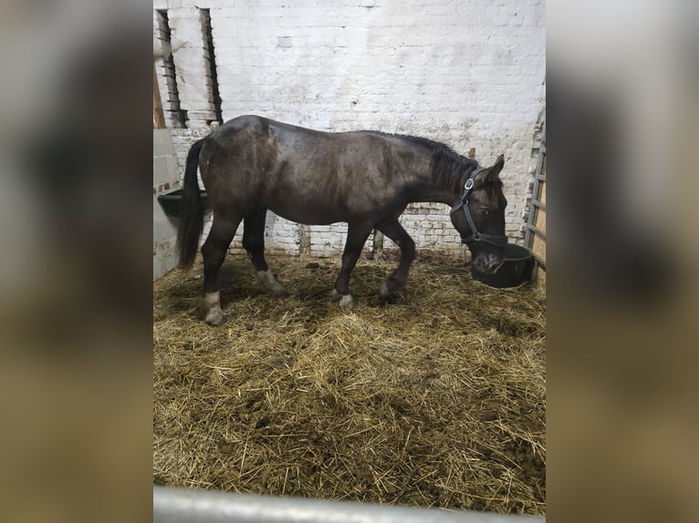 Noriker Wallach 1 Jahr 160 cm Rappe in Treuen