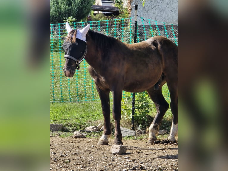 Noriker Wallach 1 Jahr 160 cm Rappe in Treuen