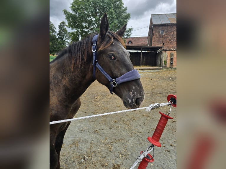 Noriker Wallach 1 Jahr 160 cm Rappe in Treuen