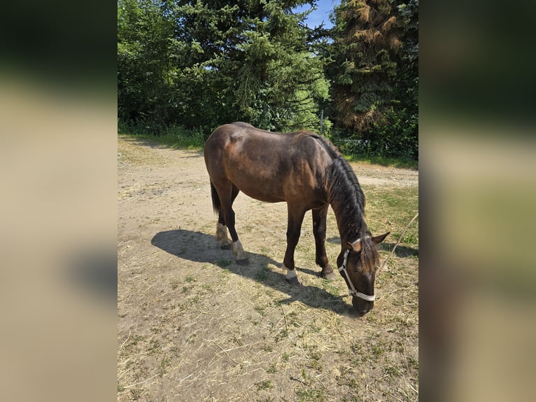 Noriker Wallach 1 Jahr 160 cm Rappe in Treuen