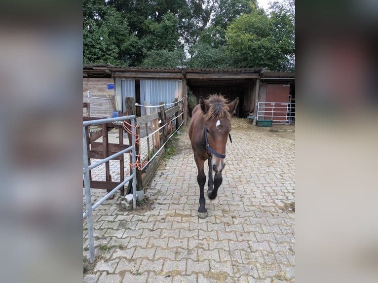 Noriker Wallach 1 Jahr 165 cm Brauner in Aidlingen