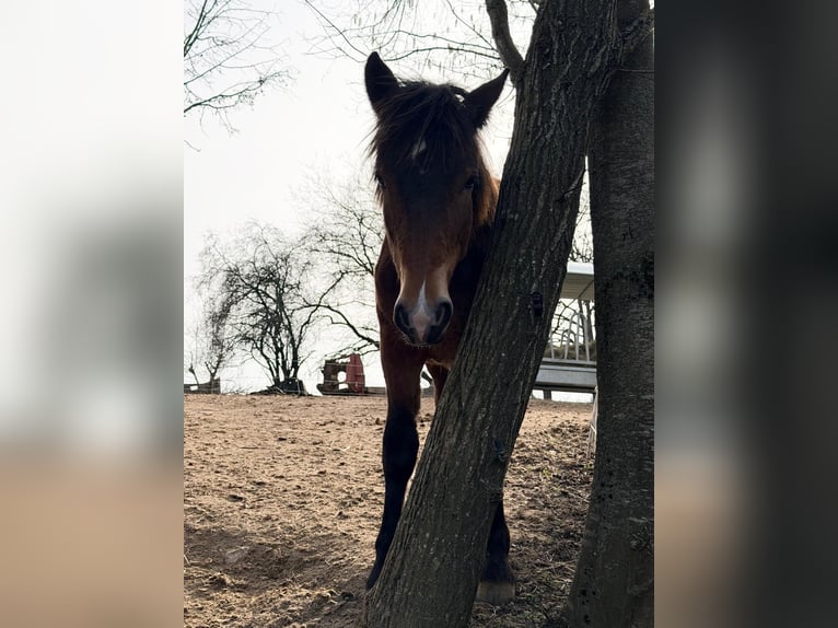 Noriker Wallach 1 Jahr 165 cm Brauner in Aidlingen